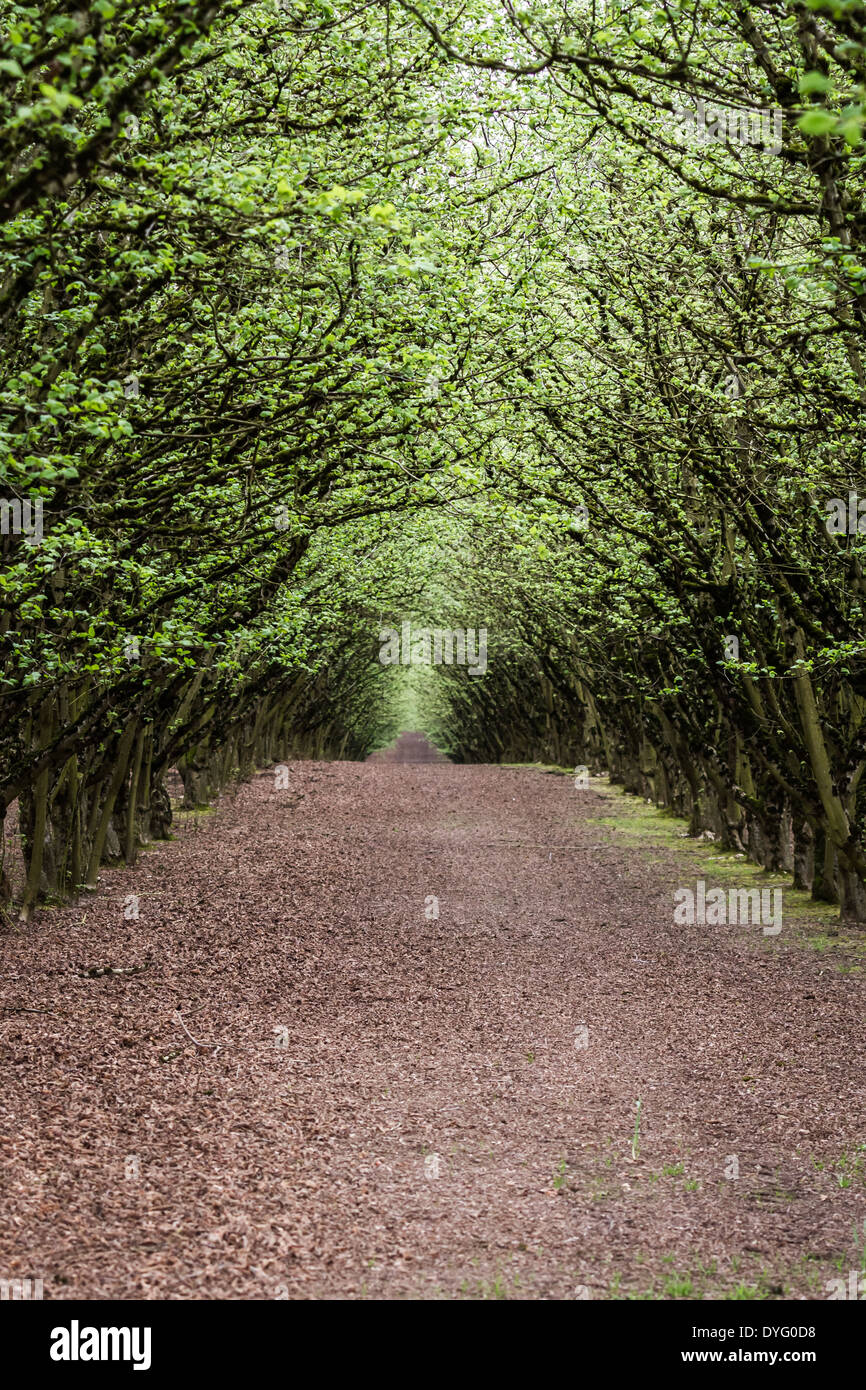 well manicured and maintained hazelnut tree farm in Oregon Stock Photo