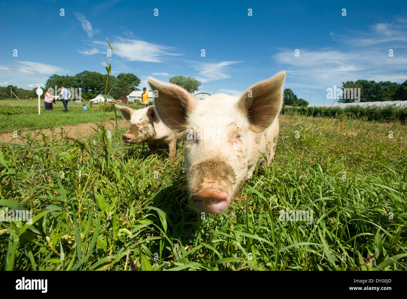 Pigs Brunswick, ME Stock Photo