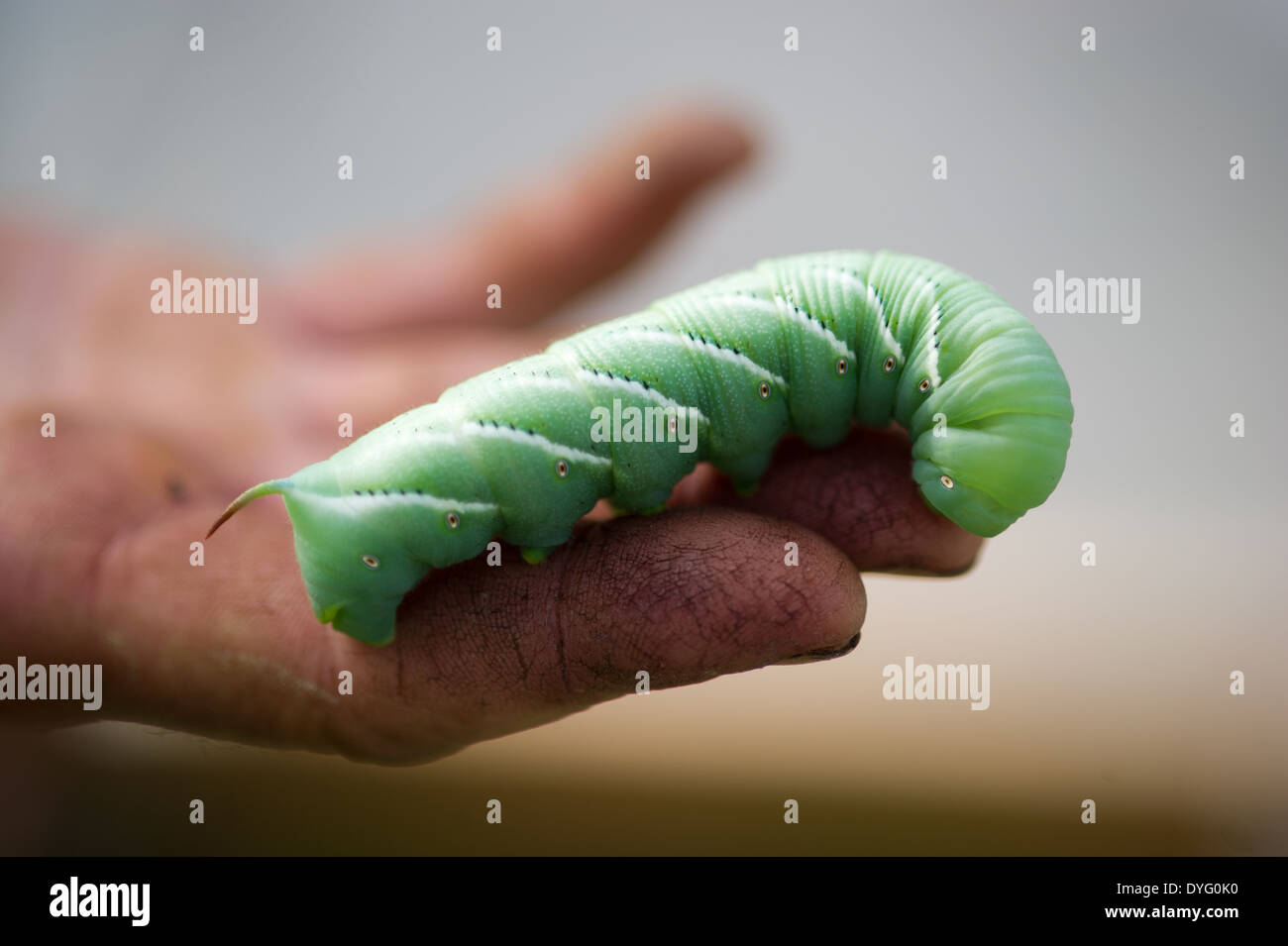 are tomato hornworms poisonous to dogs