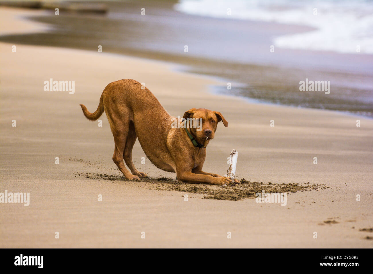 Dog playing with a stick at the beach, Kauai, Hawaii Stock Photo