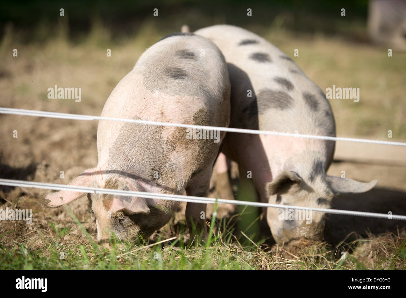 two pigs eating Lisbon Falls, ME Stock Photo
