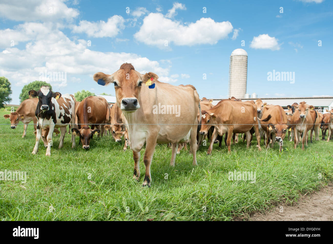 Dairy cows in pasture Kennedyville MD Stock Photo Alamy