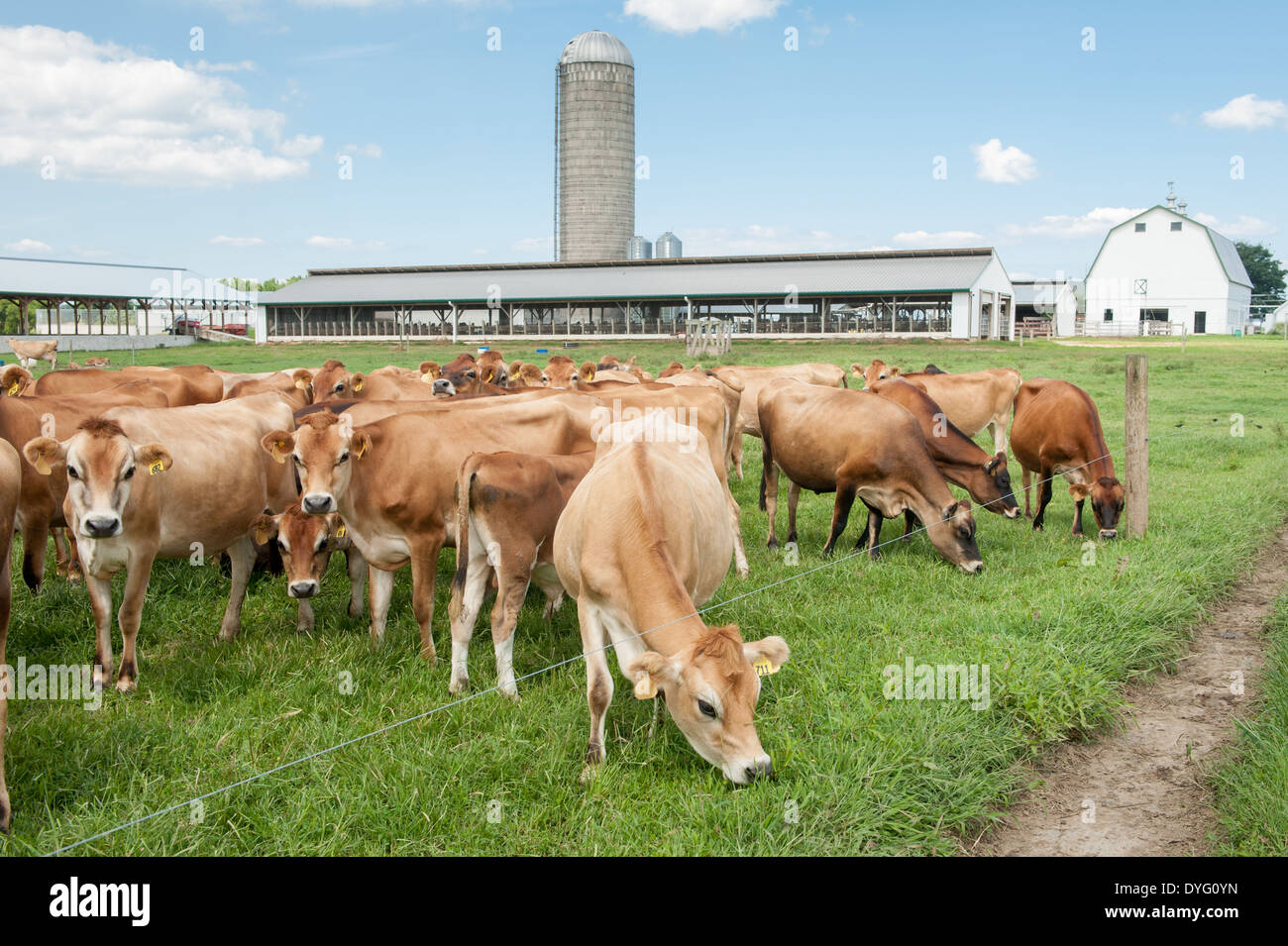 Dairy cows in pasture Kennedyville MD Stock Photo