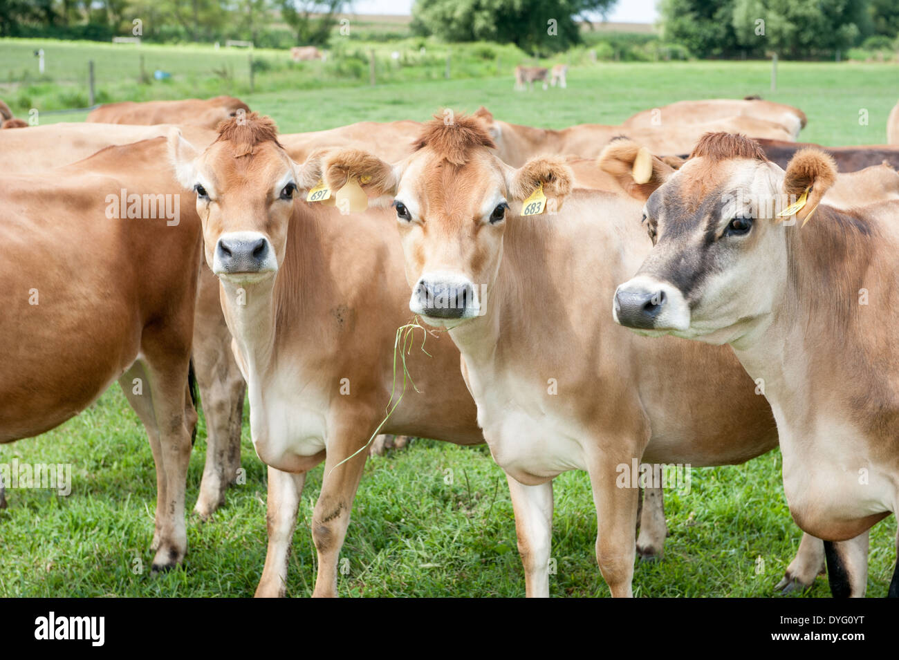 Close up of three dairy cows in pasture Kennedyville MD Stock Photo