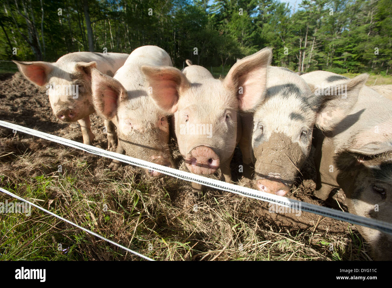 Group of pigs Lisbon Falls, ME Stock Photo