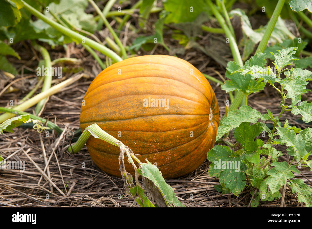 Pumpkin growing in a pumpkin patch Stock Photo