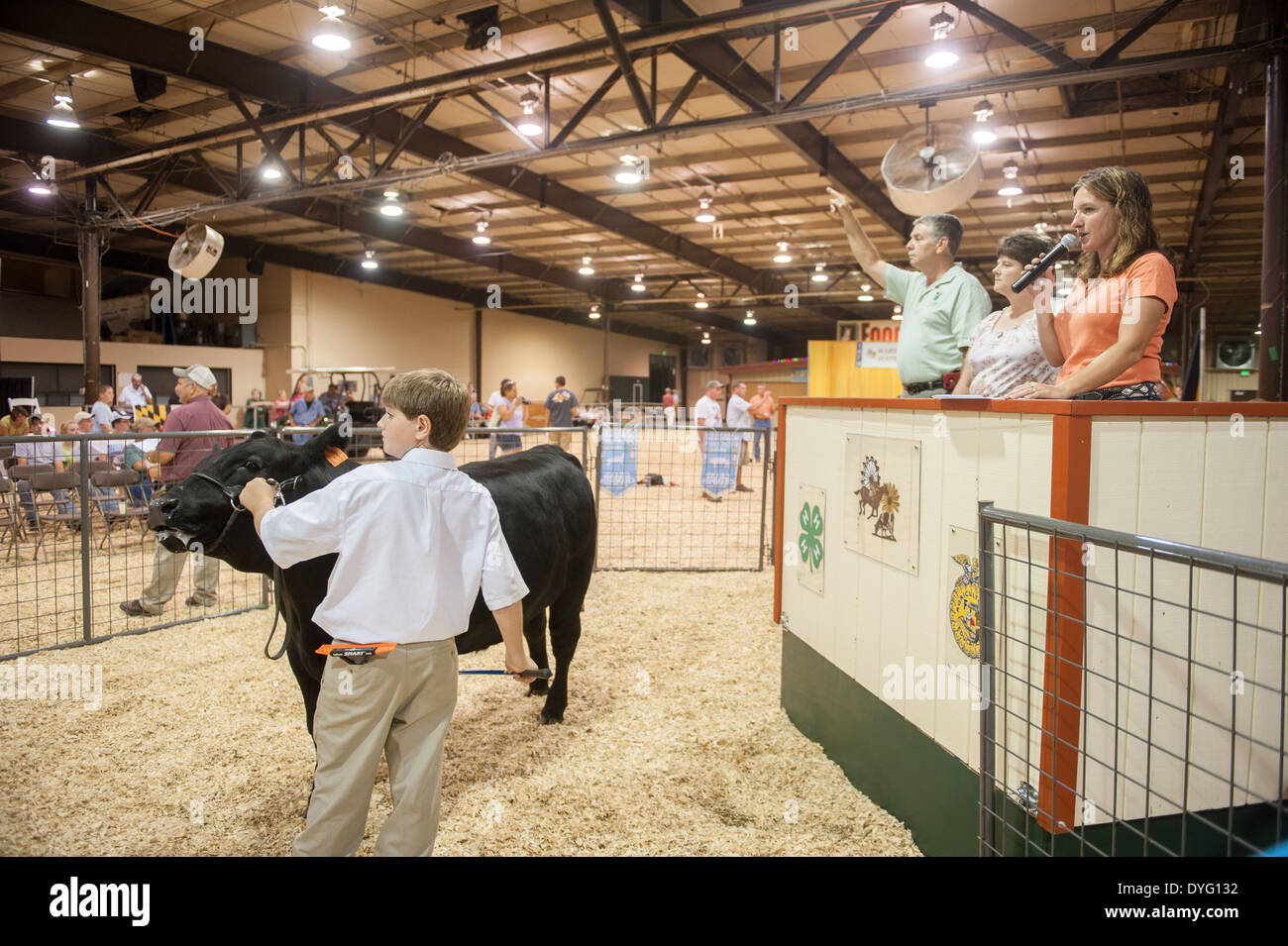 Livestock auction Maryland State Fair Stock Photo