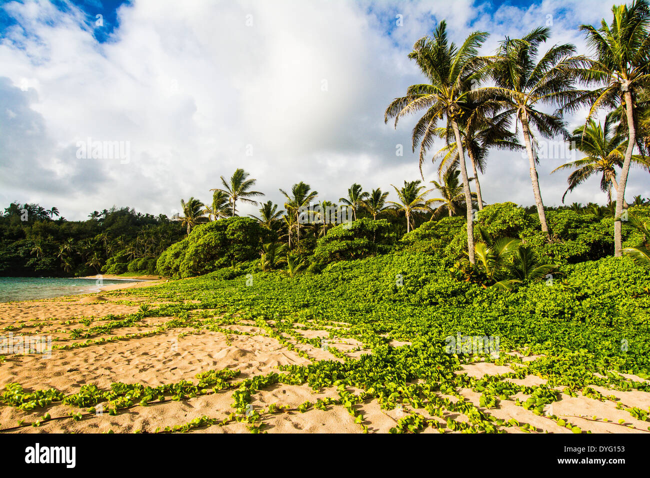 Papaa hires stock photography and images Alamy