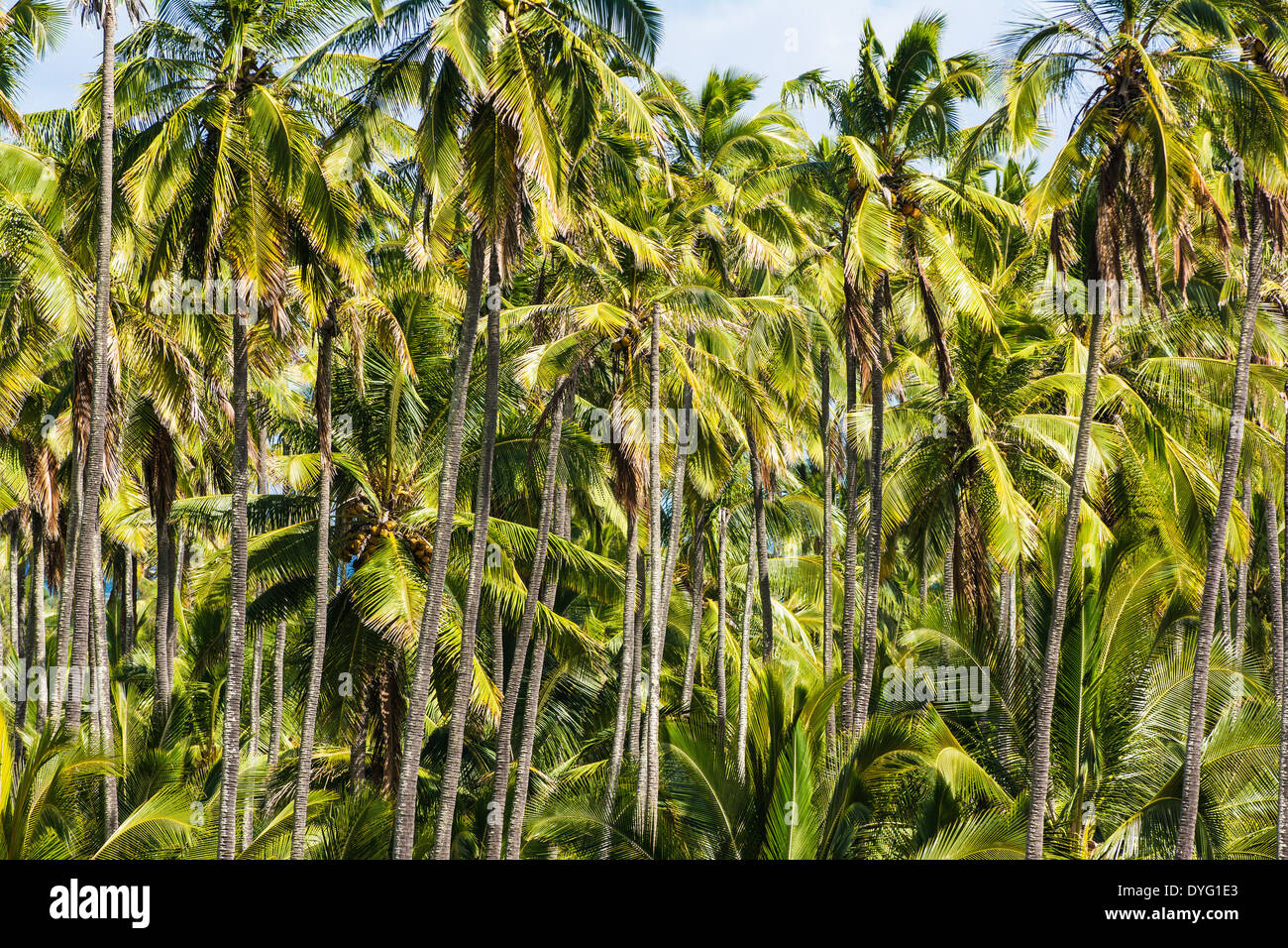 Coconut tree grove, Kauai, Hawaii Stock Photo