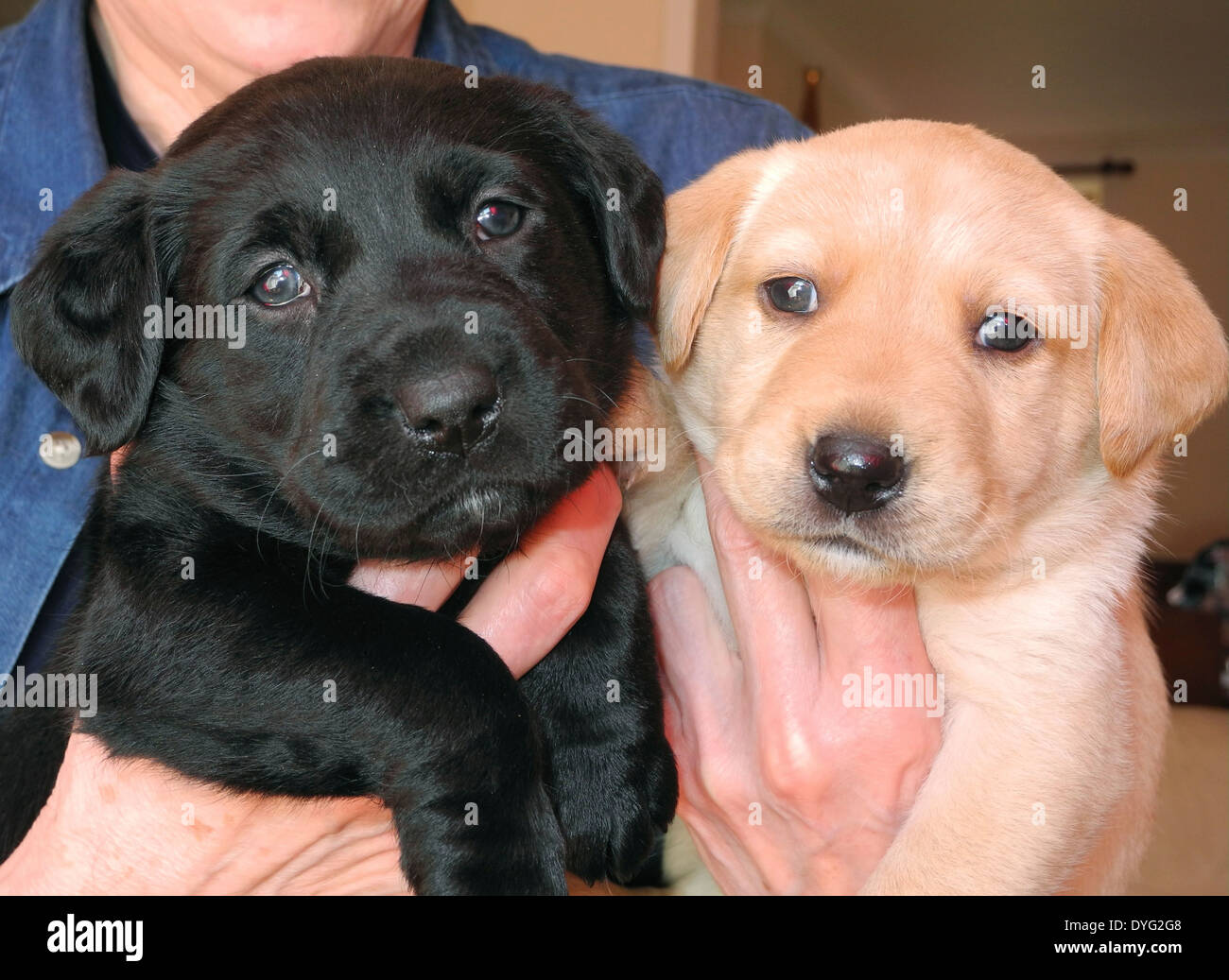 black retriever puppies