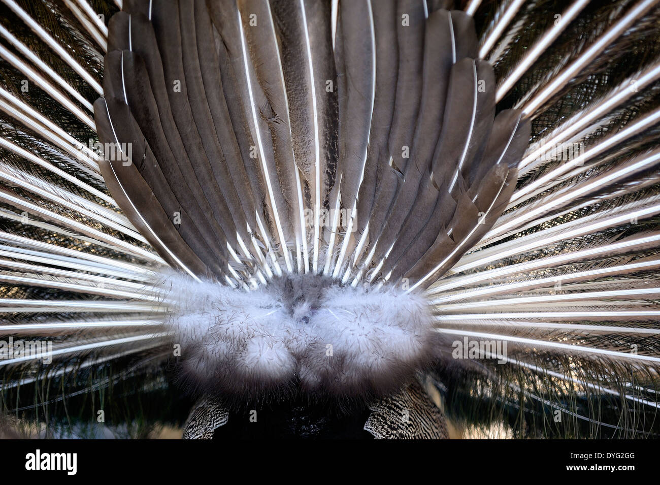 Male Peacock feathers from behind Stock Photo