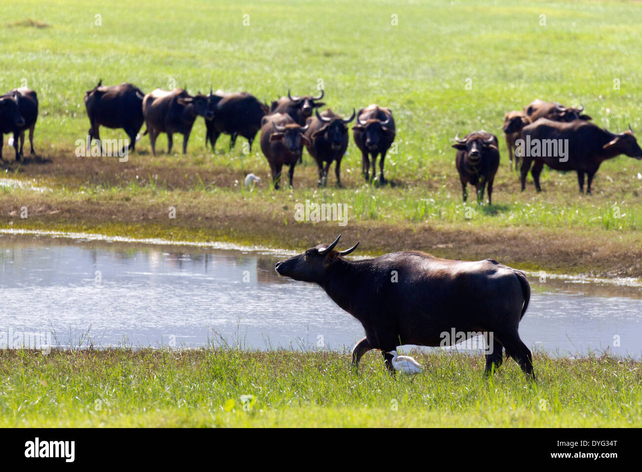 Wild Water Buffalo in Yala National Park, Sri Lanka 13 Stock Photo