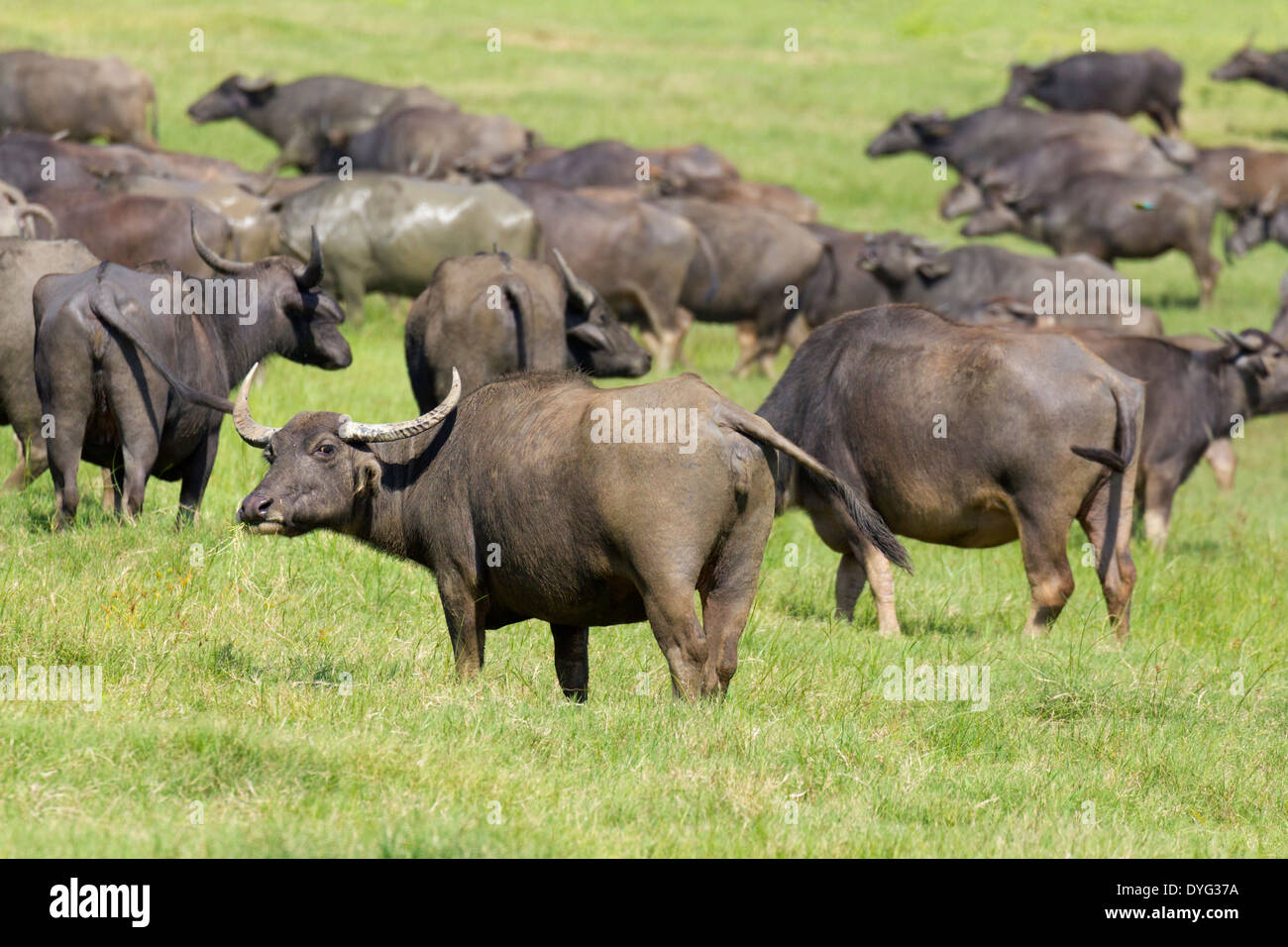 Wild Water Buffalo in Yala National Park, Sri Lanka 9 Stock Photo