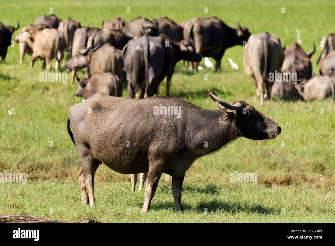 Wild Water Buffalo in Yala National Park, Sri Lanka 6 Stock Photo