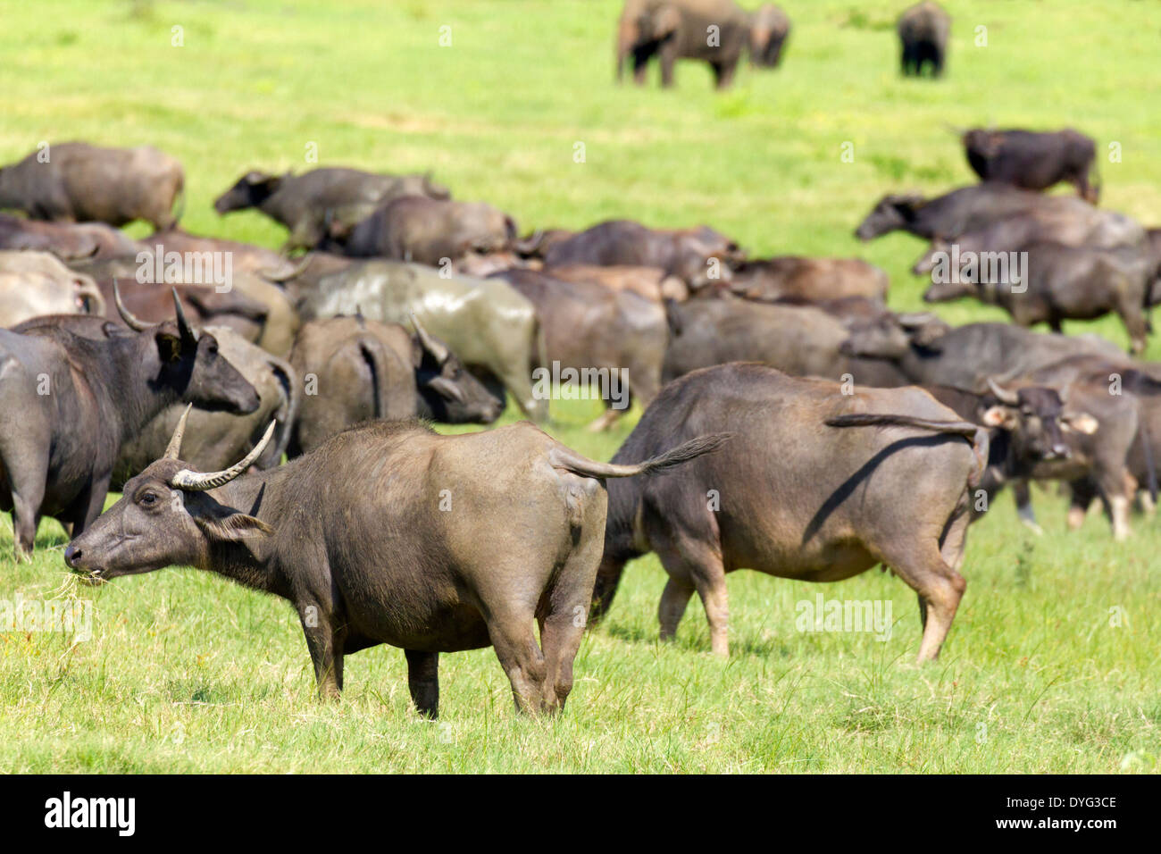Wild Water Buffalo in Yala National Park, Sri Lanka 3 Stock Photo