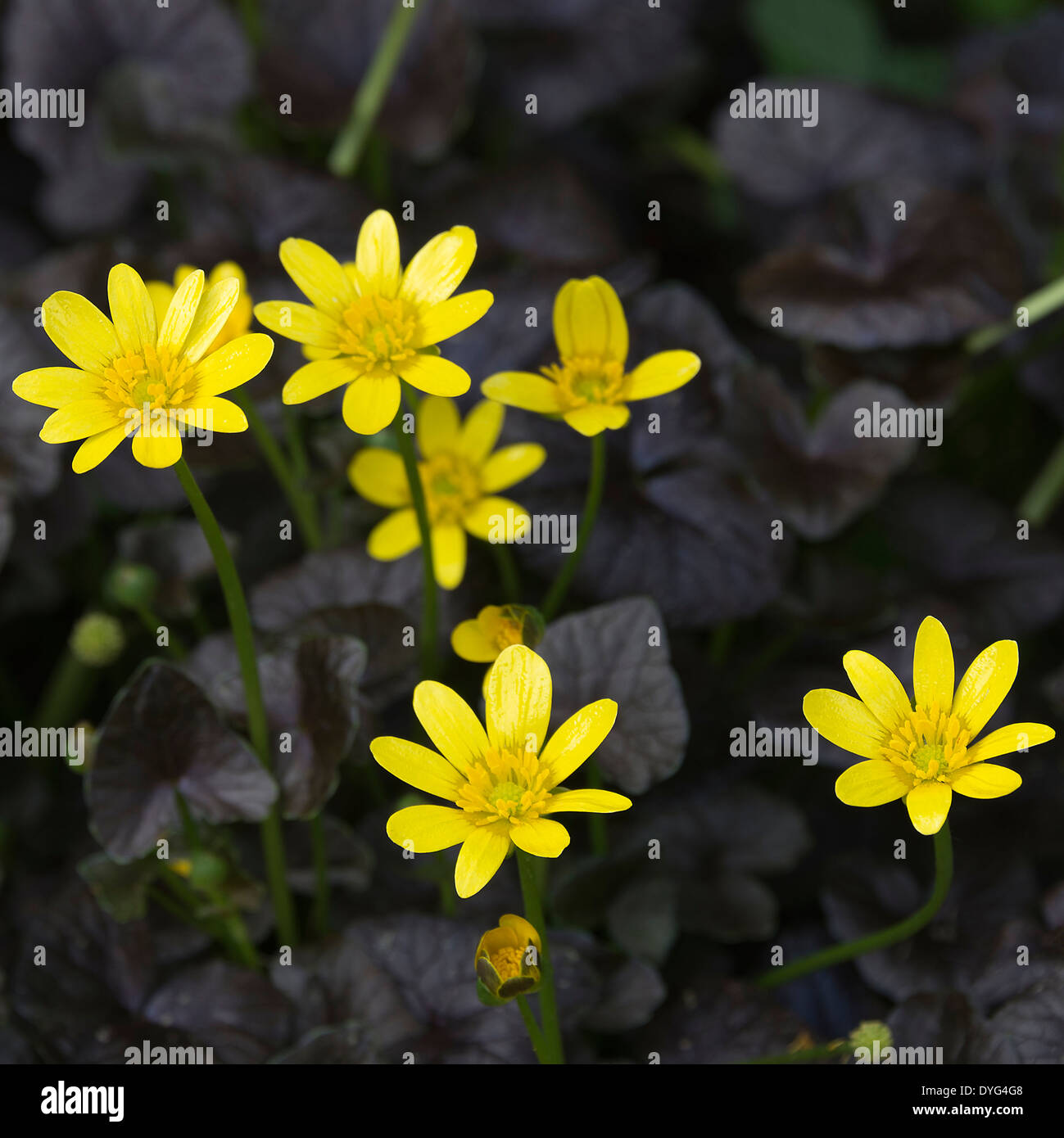 Cluster Of Clump Forming Yellow Lesser Celandine Flowers Brazen Hussy in an Alsager Garden Cheshire England United Kingdom UK Stock Photo