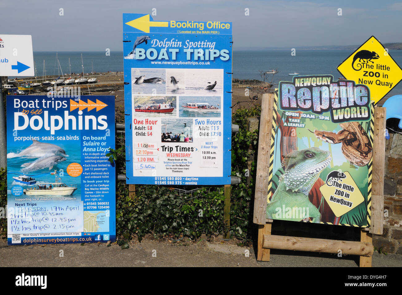 Signs for dolphin spotting boat trips New Quay Cardigan Bay Ceredigion Wales Cymru UK GB Stock Photo