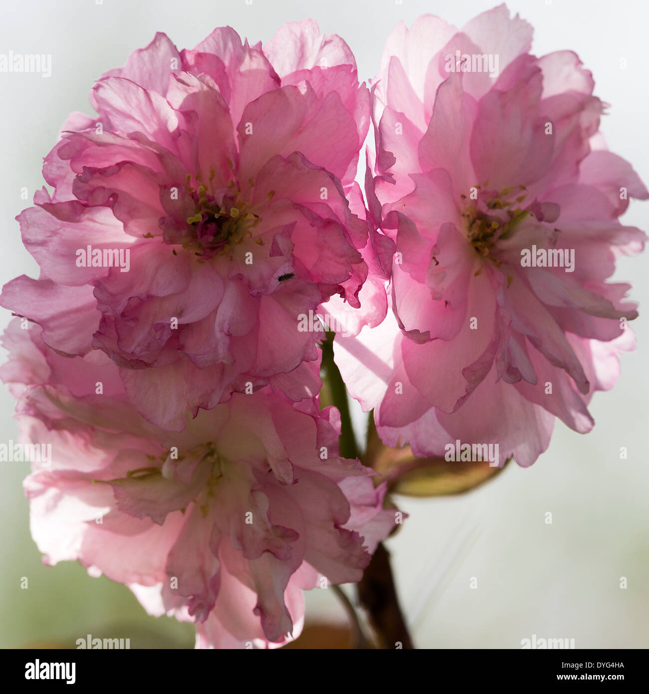 Double Cherry Blossom Flowers Pink Perfection in Full Bloom on a Cherry Tree in a Cheshire Garden Alsager England UK Stock Photo
