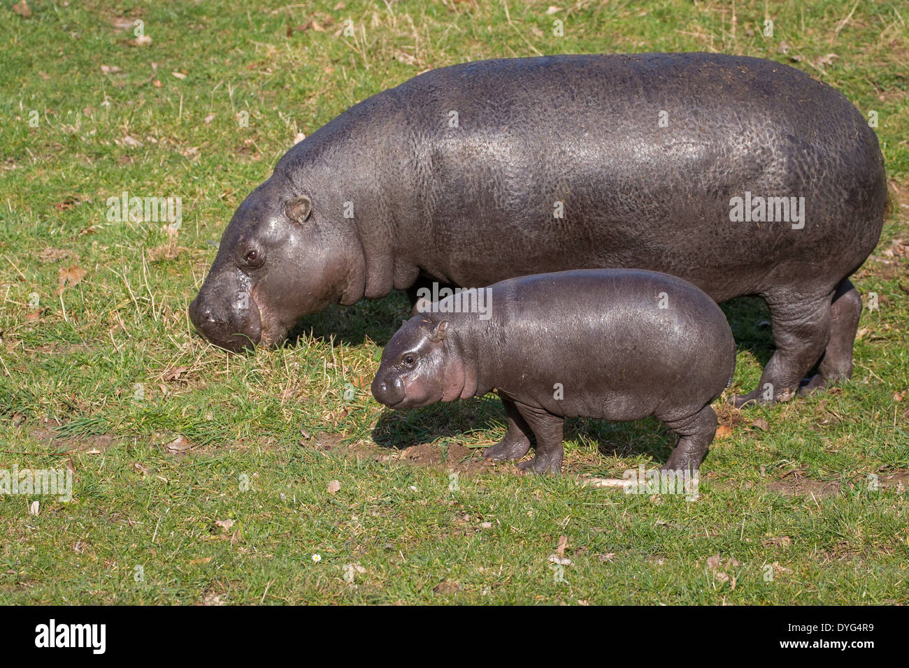 Pygmy hippo hi-res stock photography and images - Alamy