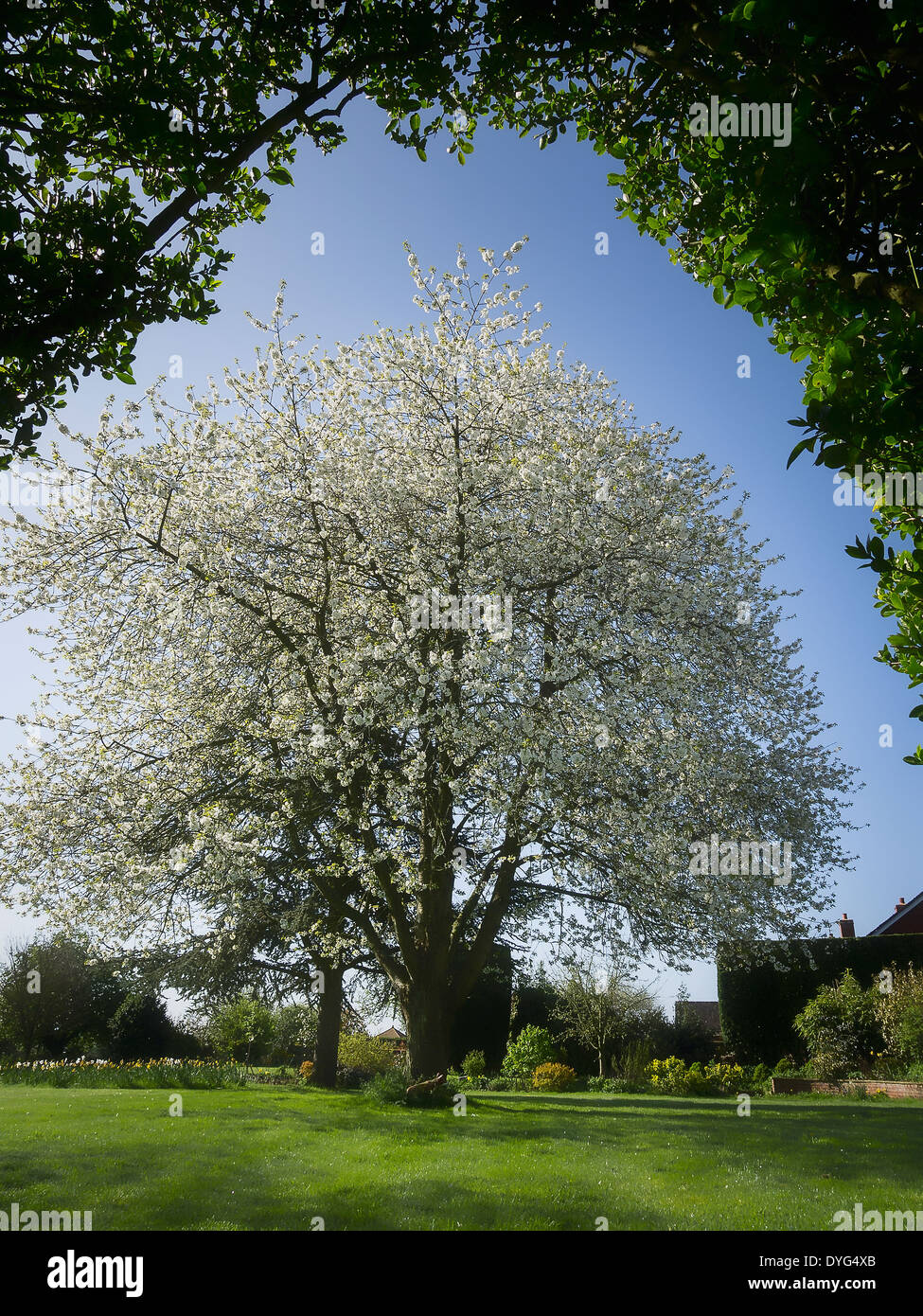 old cherry mature Old cherry mature