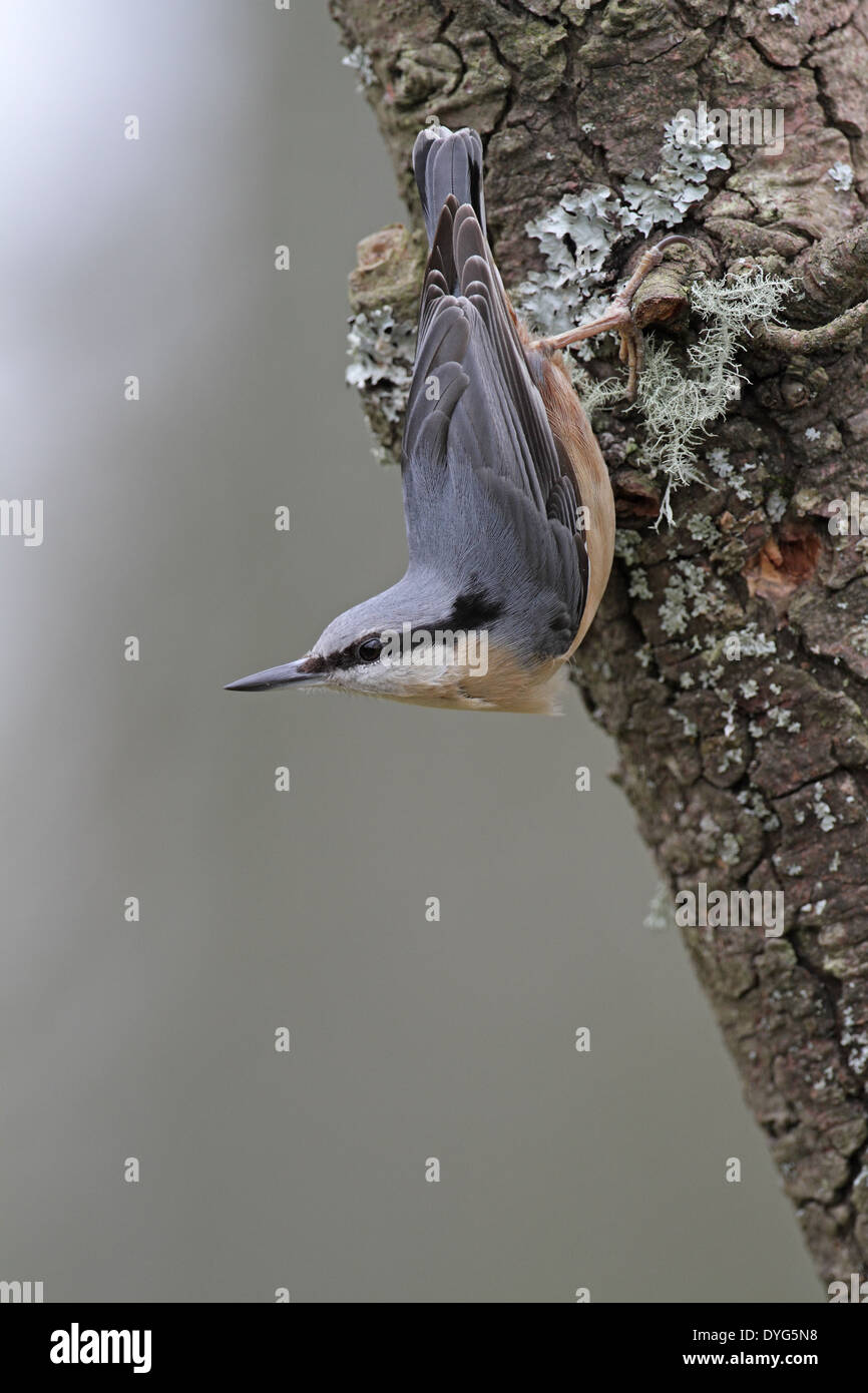 Eurasian Nuthatch, Sitta europea, in classic head down pose Stock Photo