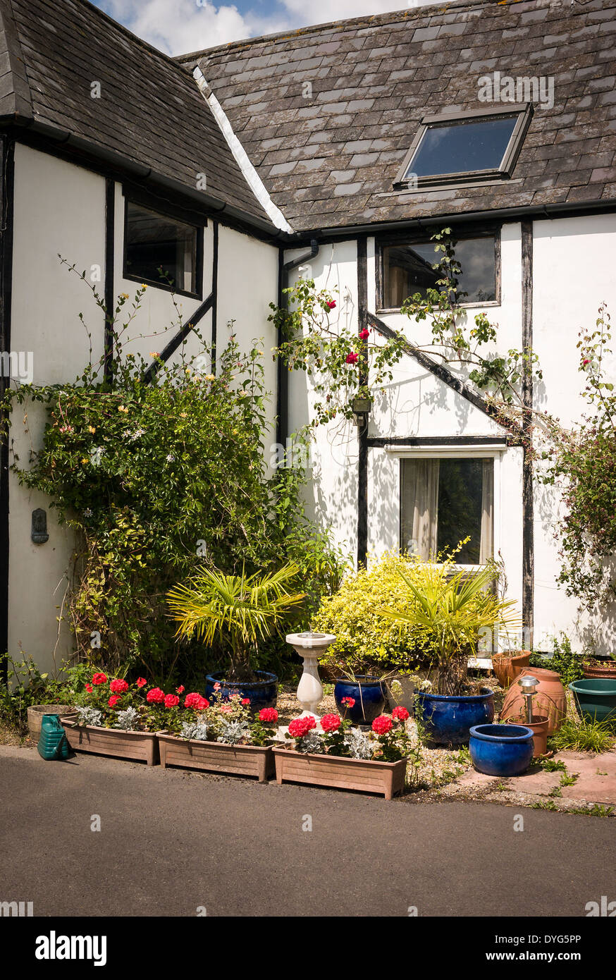 Small patio garden in summer in UK Stock Photo