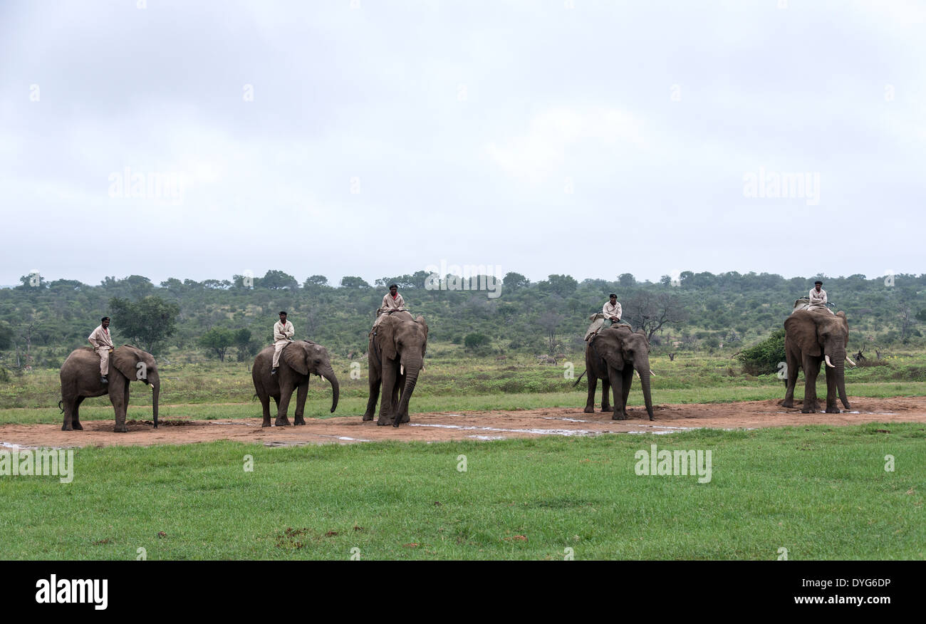 rangers sitting on elephants back safari in nature reserve south africa Stock Photo