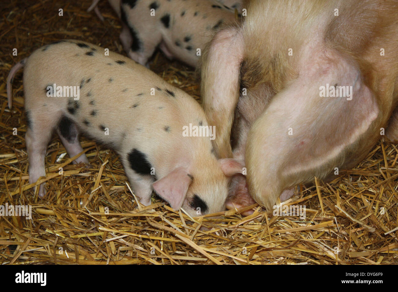 pig and piglet at the Acton Scott working farm Stock Photo