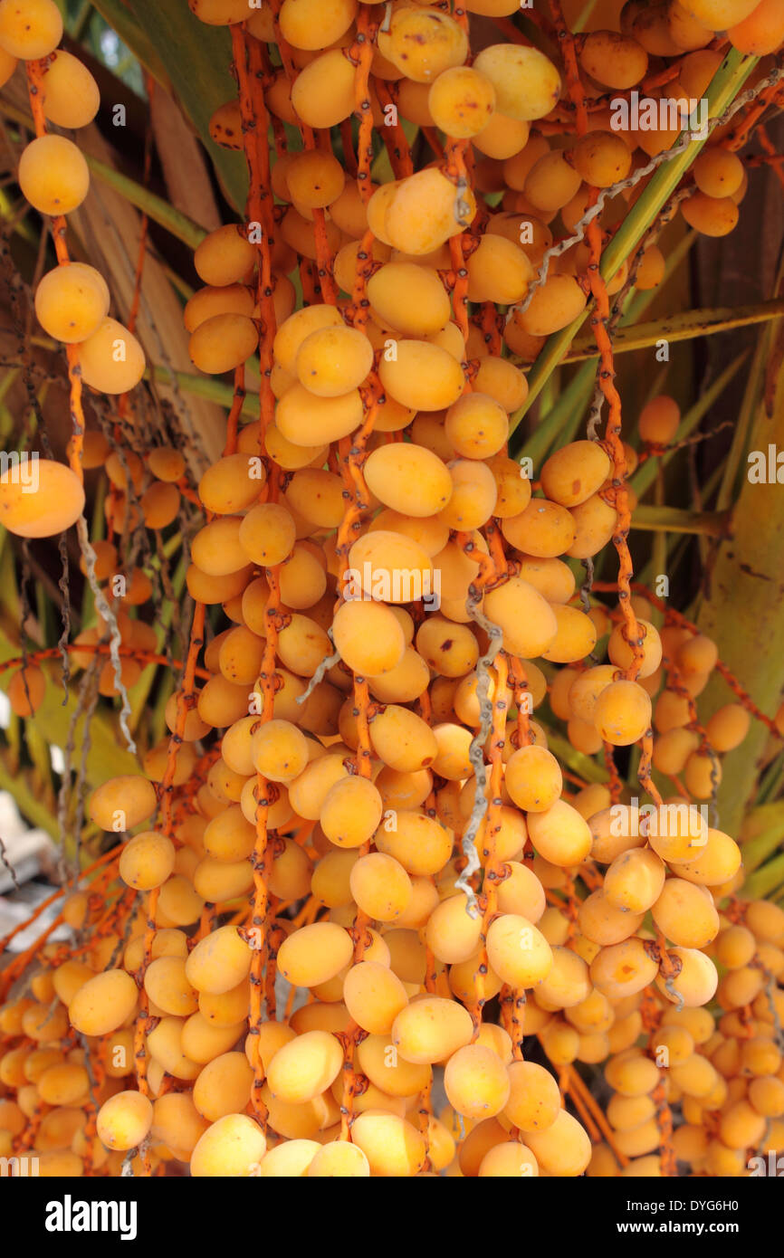 Unripe dates hires stock photography and images Alamy