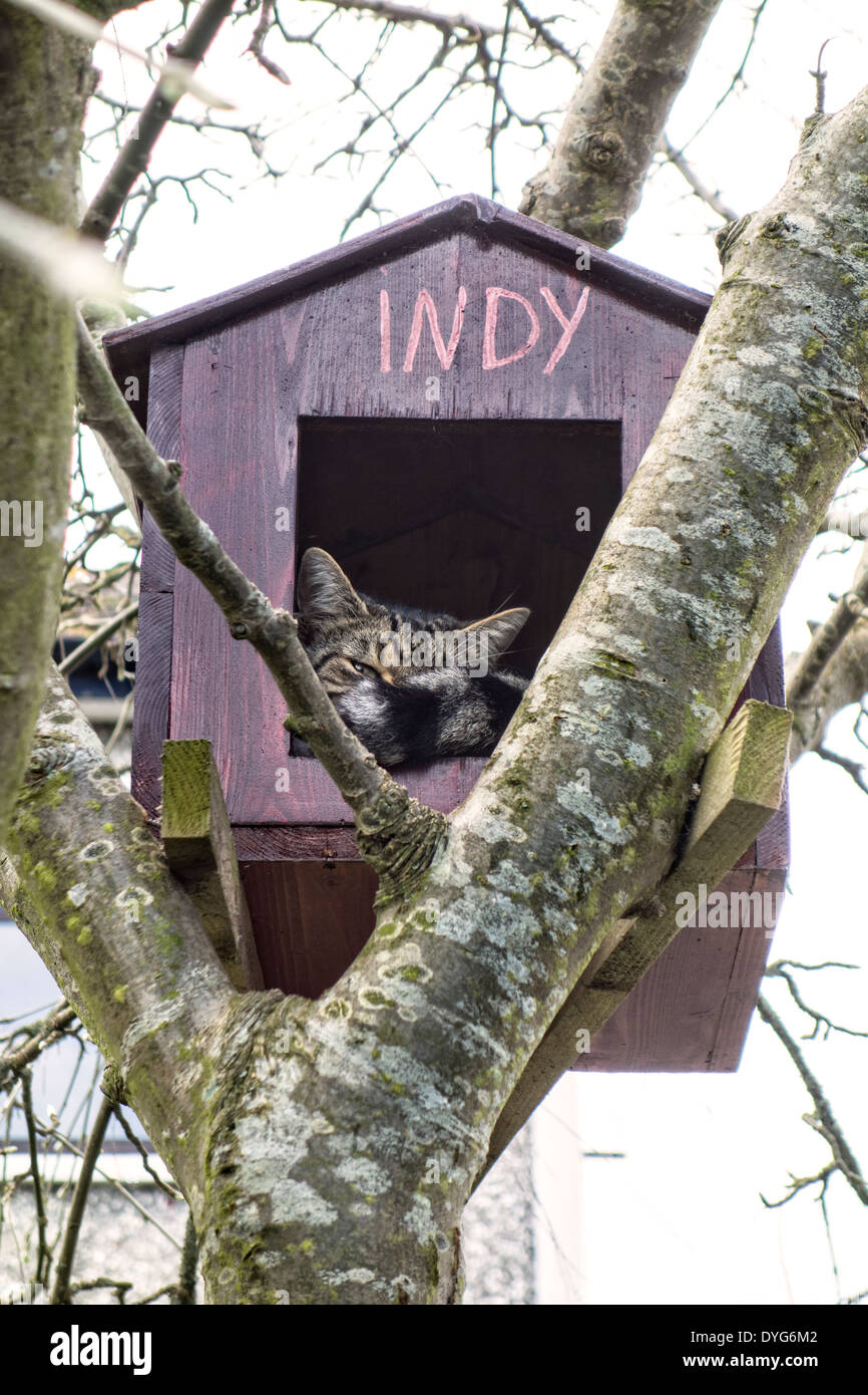 Cat in its own tree house Stock Photo