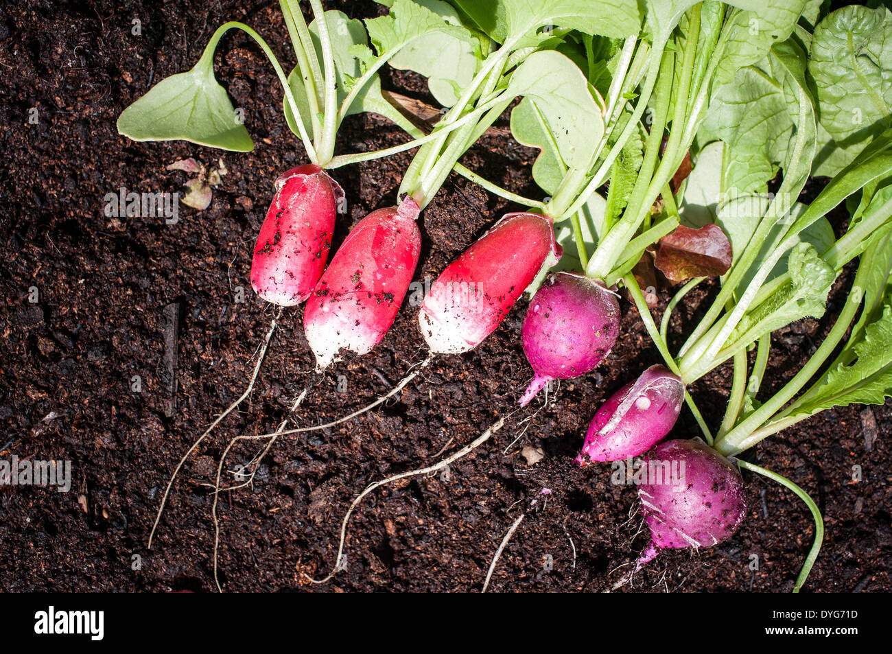 Radishes freshly puilled from the ground for salads Stock Photo