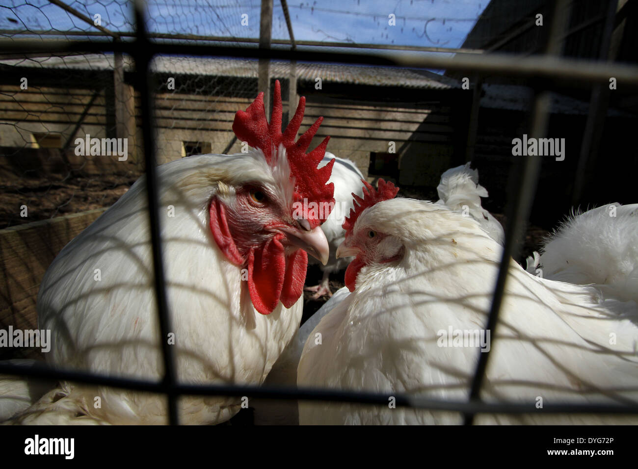 Leghorn chickens in a coop Stock Photo