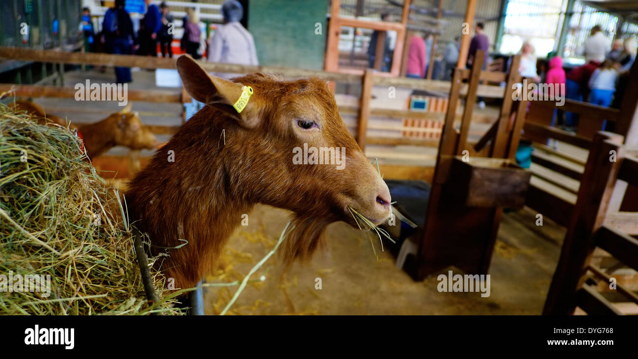 A brown goat inside a barn at White Post farm Nottinghamshire England UK Stock Photo