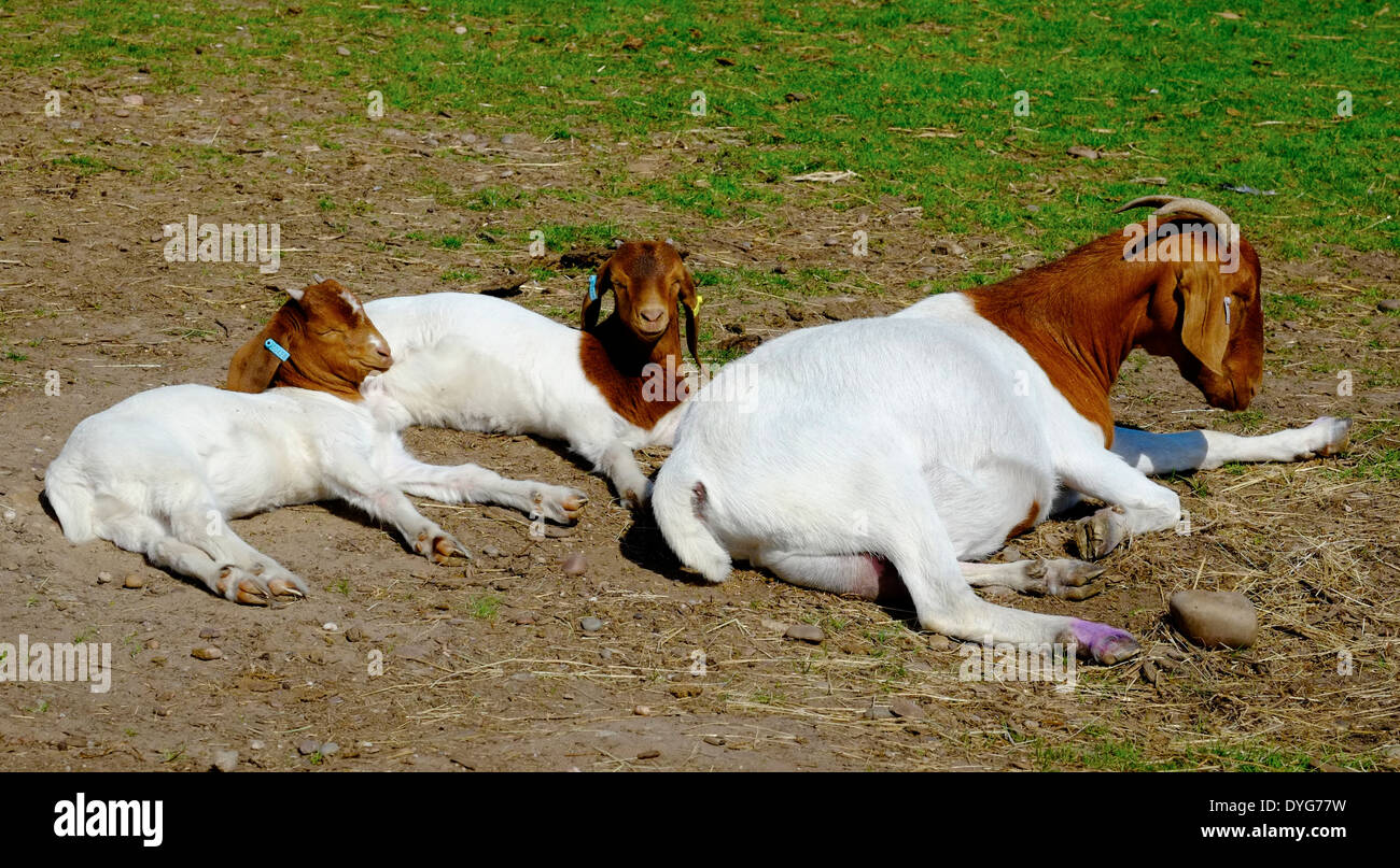 3 goats laying down in the warm sunshine England UK Stock Photo