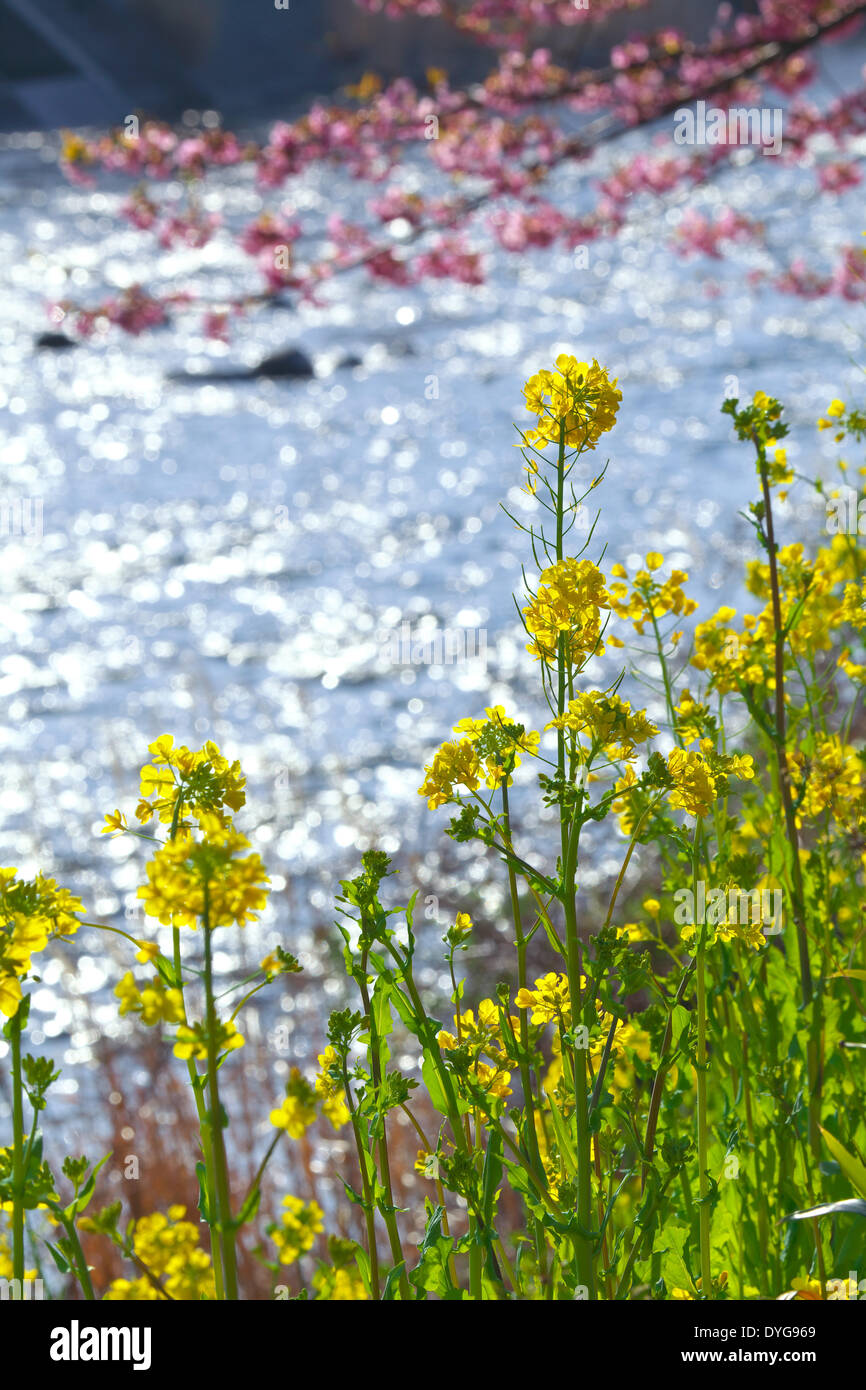 Field mustard and cherry blossoms Stock Photo Alamy