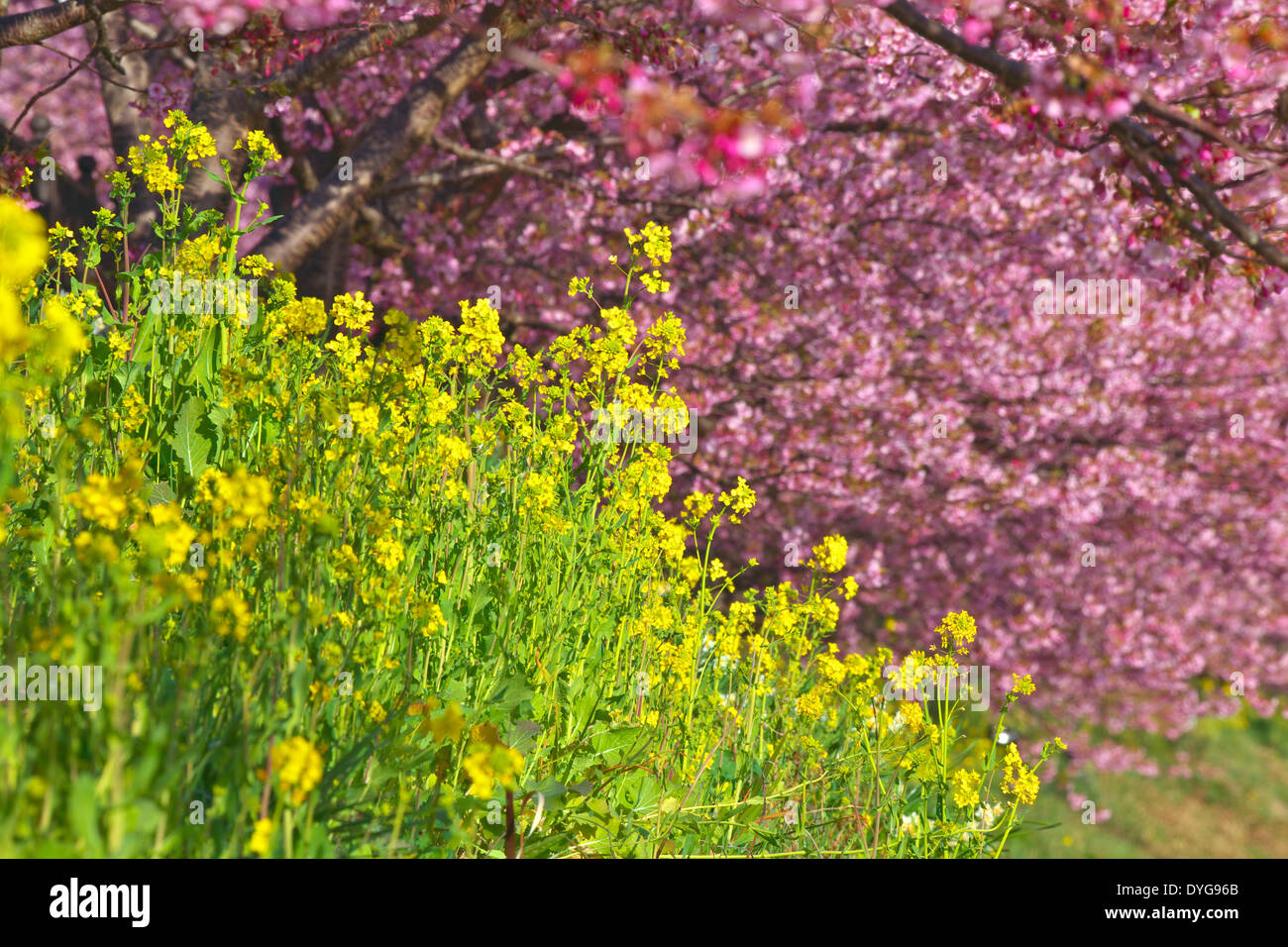 Field mustard and cherry blossoms Stock Photo Alamy