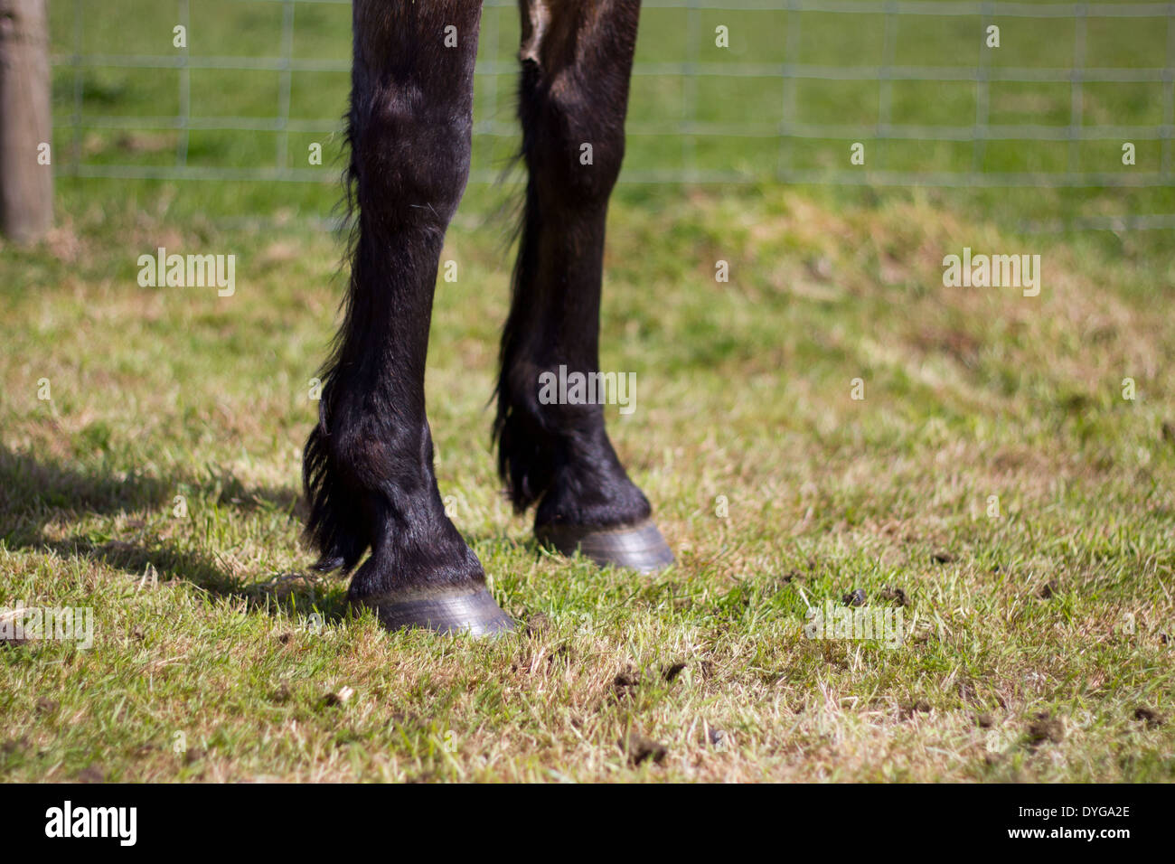 Front Legs of a black / dark brown horse standing in a paddock Stock Photo