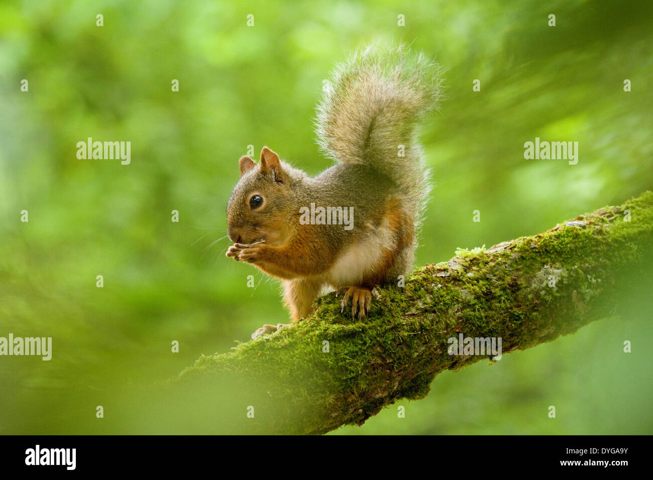 Japanese Squirrel Stock Photo Alamy