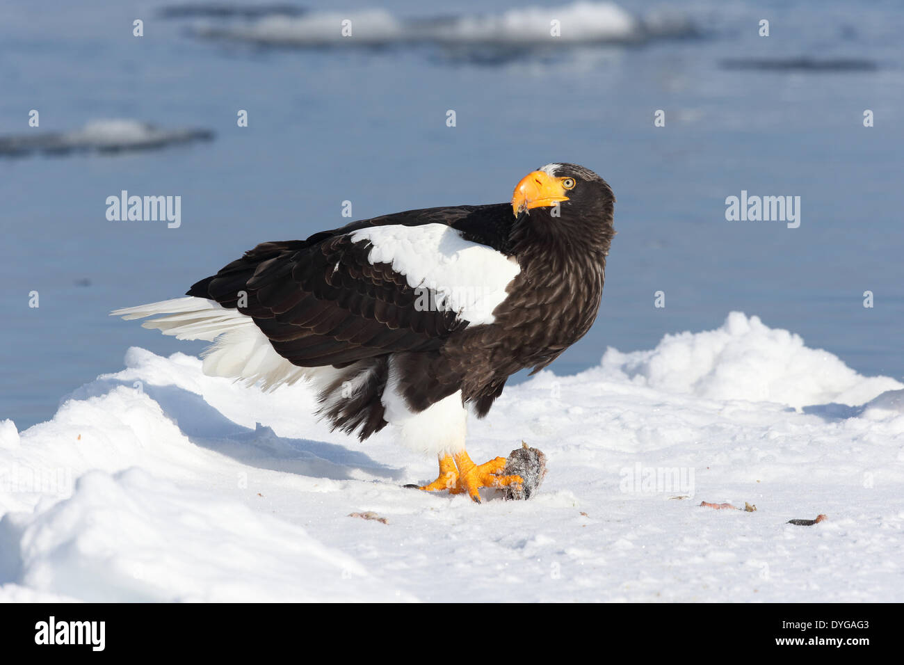 Stellers Sea Eagle Stock Photo - Alamy