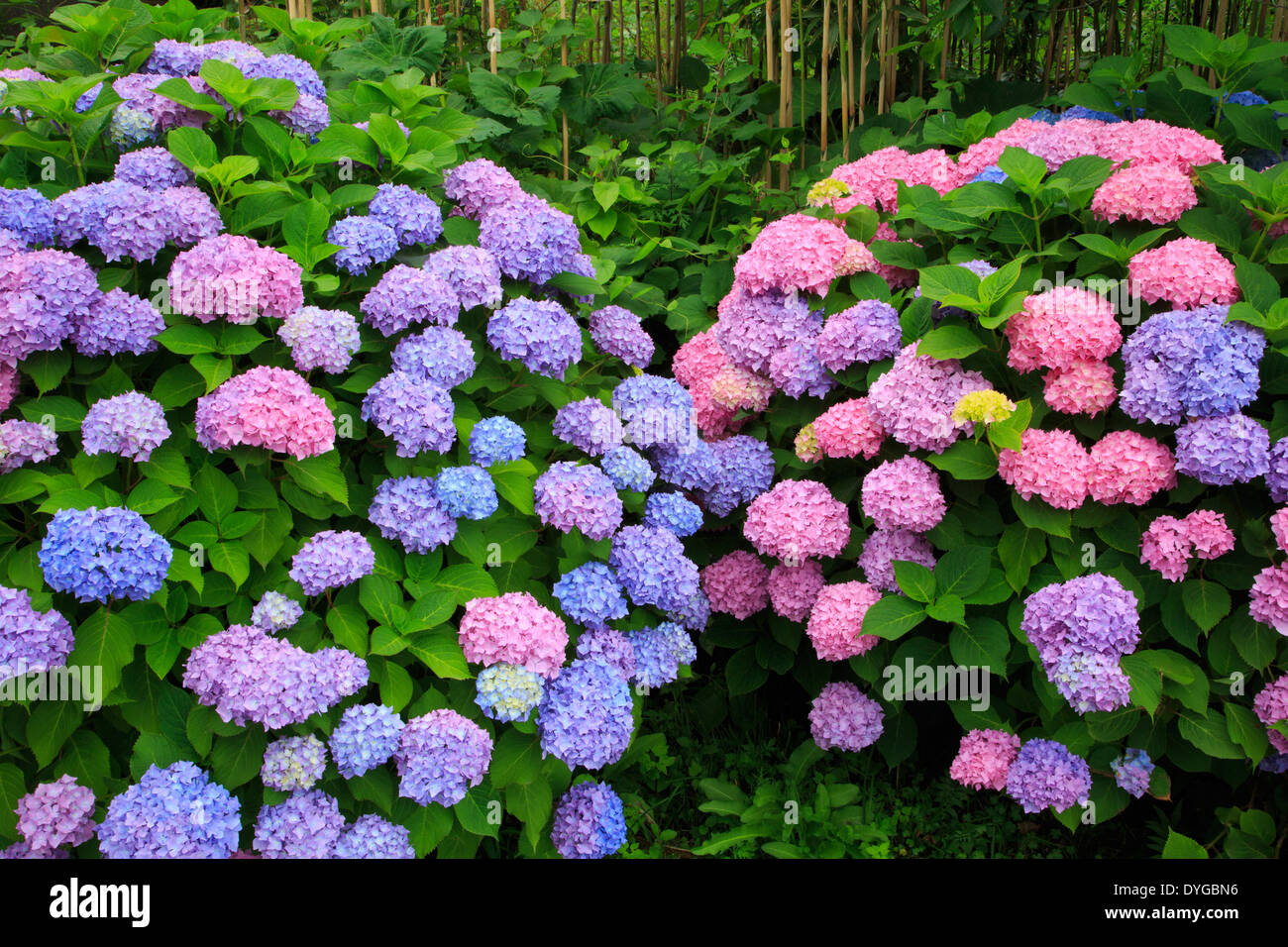Hydrangea japan forest hires stock photography and images Alamy