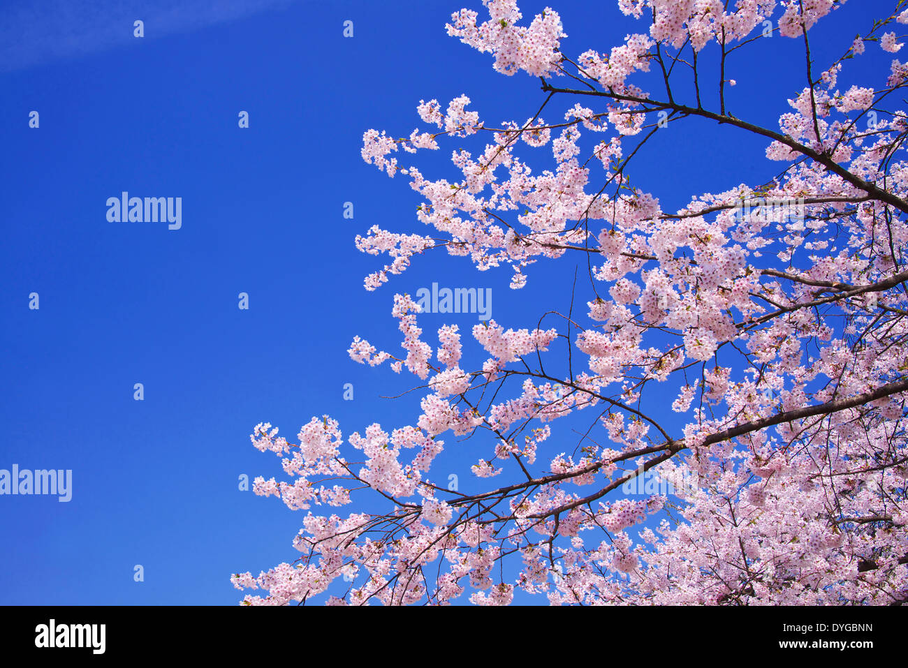 Cherry blossoms hirosaki park hi-res stock photography and images - Alamy