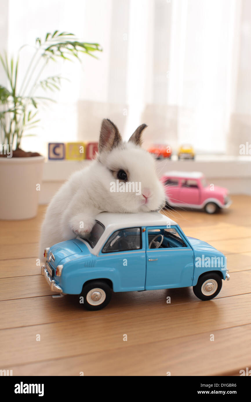 Car lineage hi-res stock photography and images - Alamy
