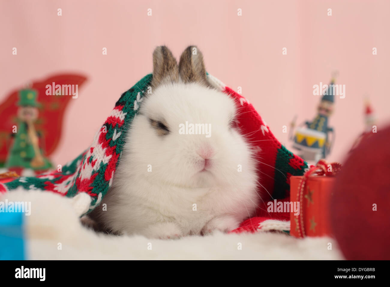 Sleepy rabbit hi-res stock photography and images - Alamy