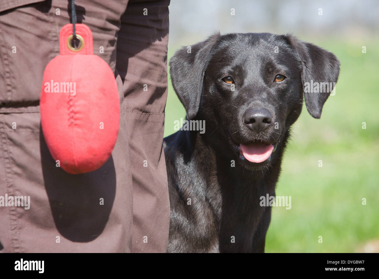 A black Labrador Retriever working dog with its owner during an outdoor training session in a grass field Stock Photo