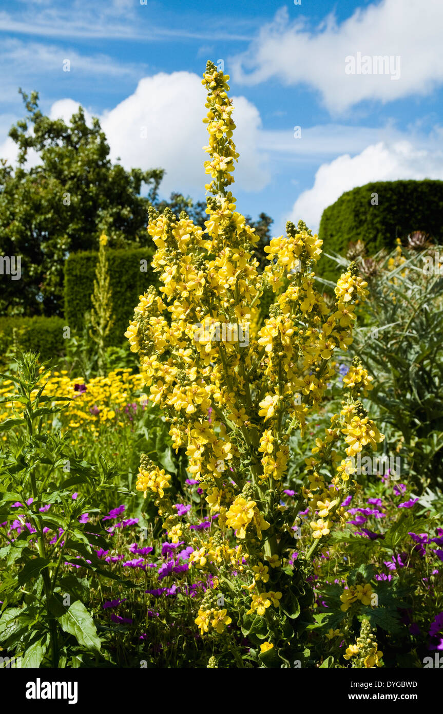 Verbascum olympicum - the tall yellow mullein - shown flowering in June / Summer at Great Dixter garden, East Sussex, UK. Stock Photo