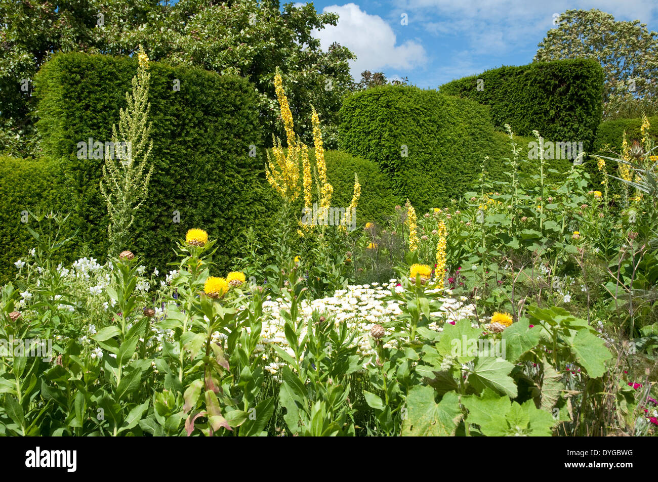 Verbascum olympicum (tall yellow mullein) with Yellow Thistles, shown against topiary yew hedging at Great Dixter, Sussex, UK. Stock Photo