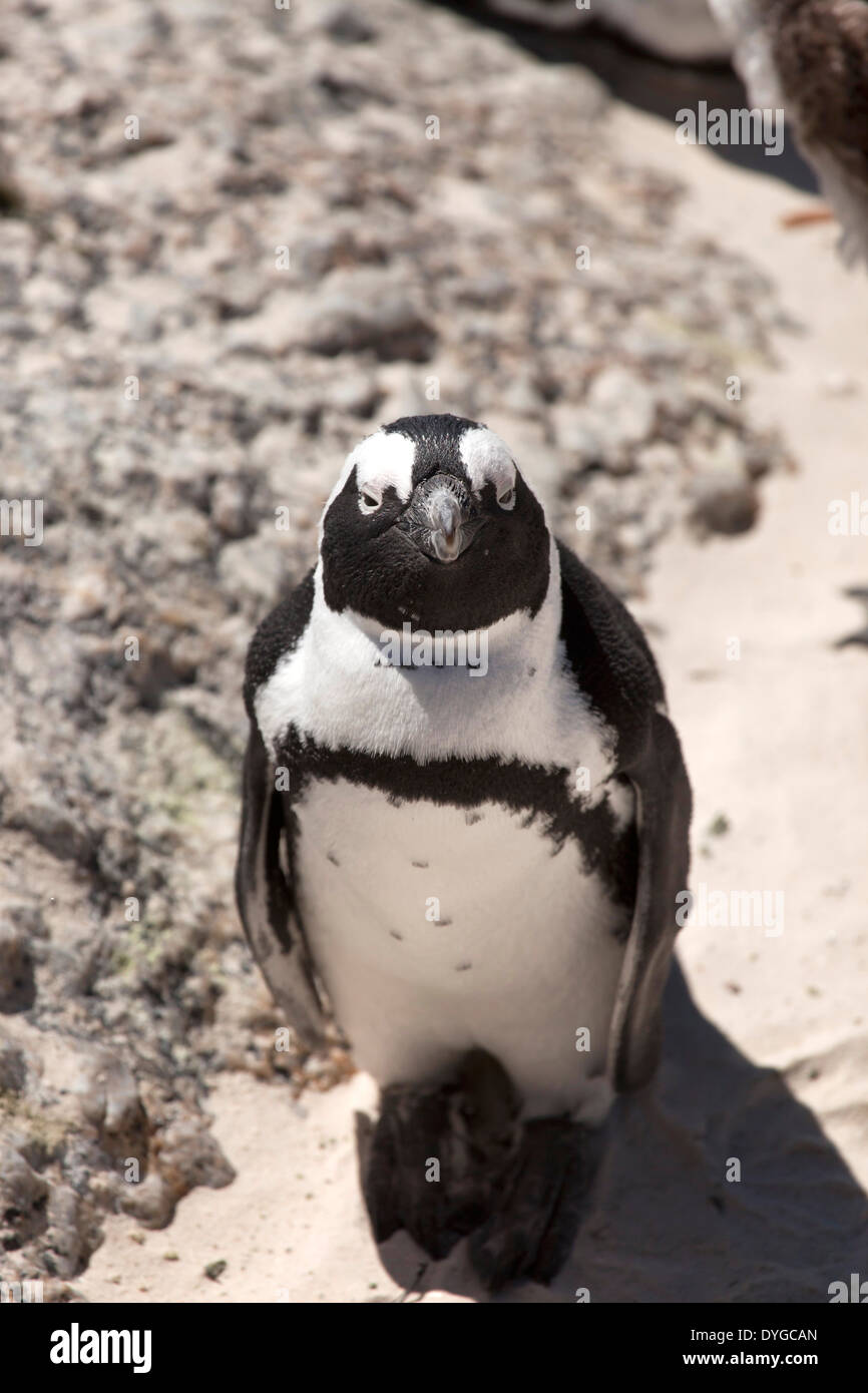 African Penguin Spheniscus demersus, Boulder Beach near Simon's Town, Cape Town, Western Cape, South Africa Stock Photo