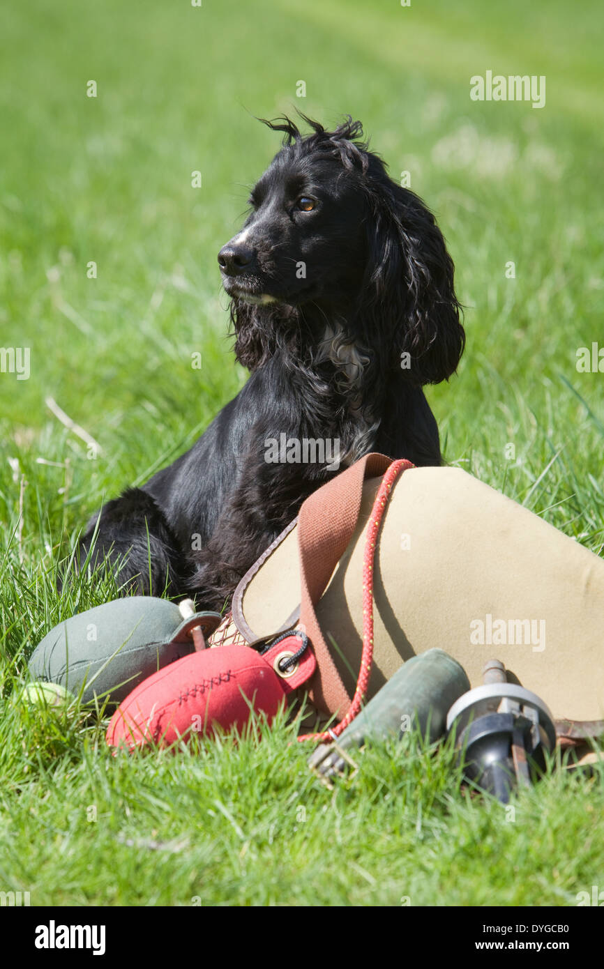 A Black Cocker Spaniel Working Dog Photographed With A Selection Of A Black Cocker Spaniel Working Dog Photographed With A Selection Of
