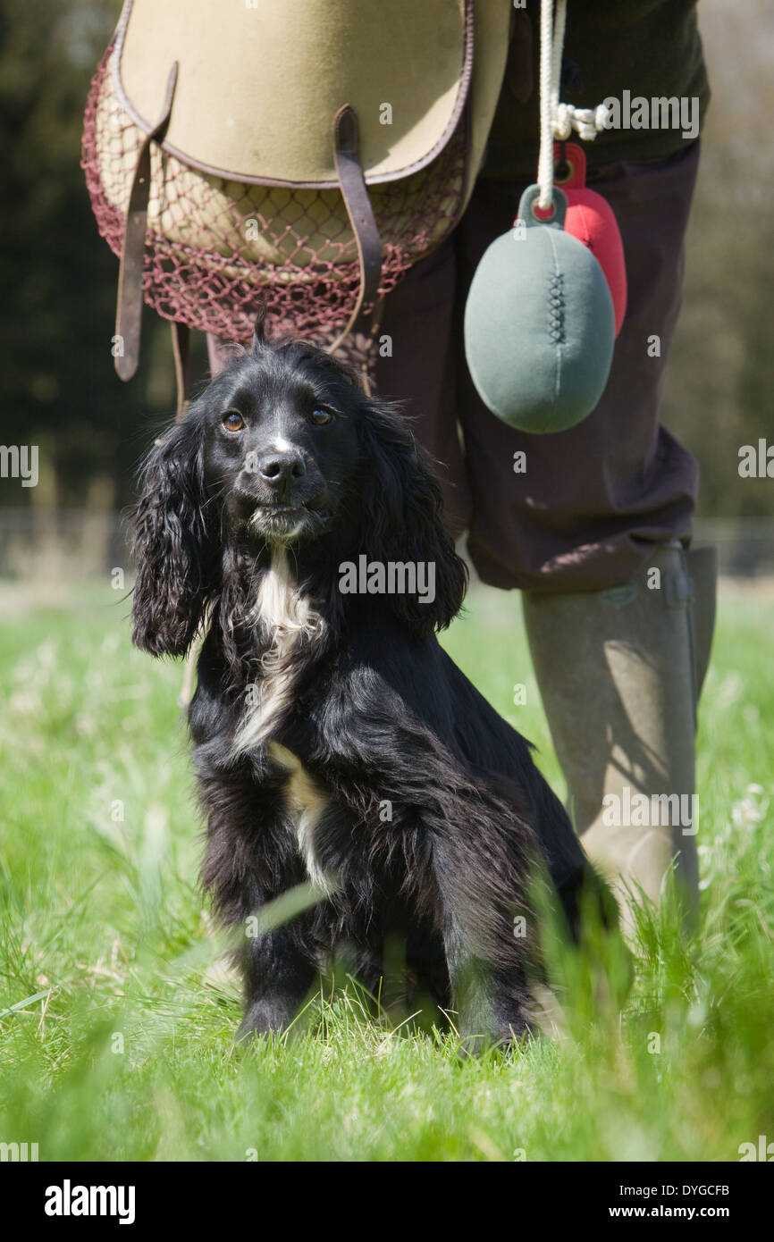 A Black Cocker Spaniel Working Dog With Its Owner During An Outdoor A Black Cocker Spaniel Working Dog With Its Owner During An Outdoor
