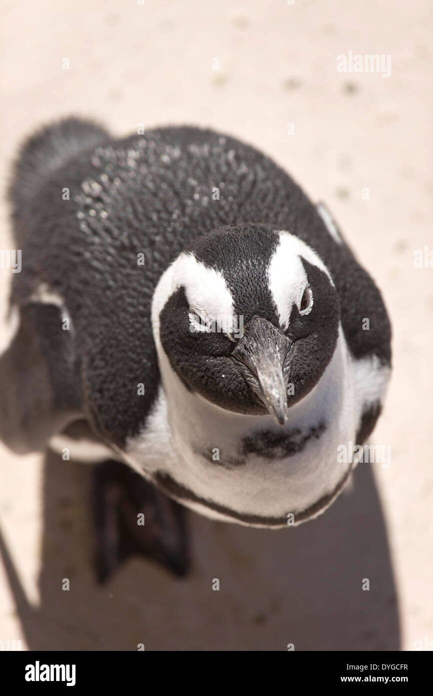 African Penguin Spheniscus demersus, Boulder Beach near Simon's Town, Cape Town, Western Cape, South Africa Stock Photo